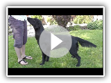 Dog Breed Video: Flat Coated Retriever